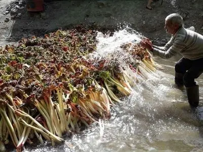 سطح زیرکشت ریواس نیشابور به 700 هکتار رسید 