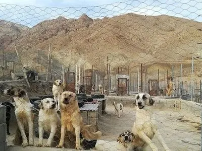 انتقال روزانه بیش از ۵۰ سگ ولگرد به نقاهتگاه آرادکوه/ هر روز ۲۰ سگ عقیم می‌شوند 