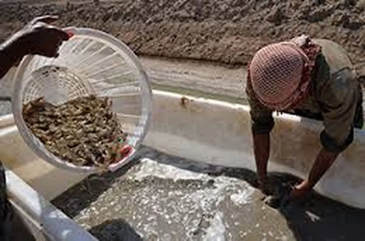 سال پرورشی بدون بیماری لکه سفید در مزارع میگو چوئبده آبادان