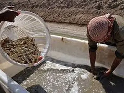 پیش‌بینی تولید دو هزار تن میگوی پرورشی در چابهار