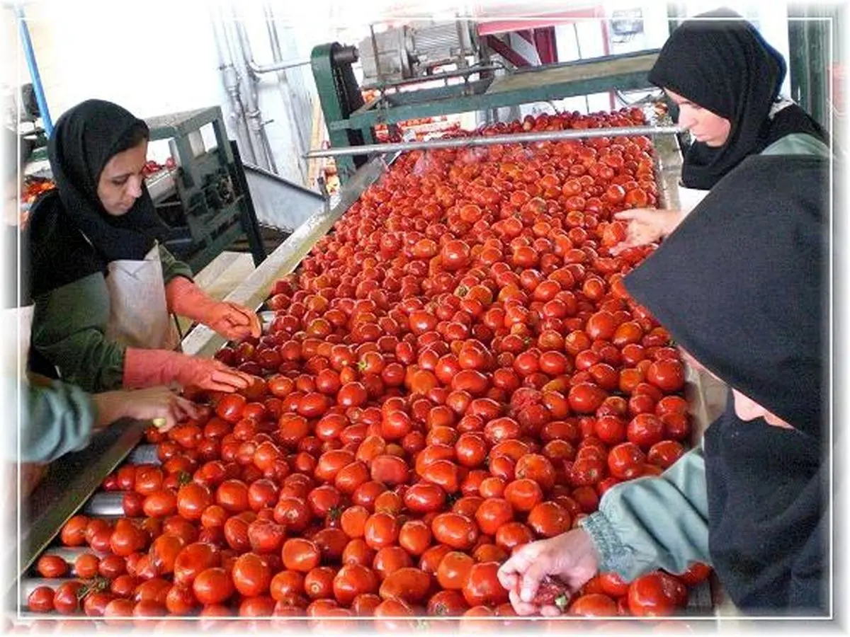 کارخانه‌ی رب گوجه فرنگی اسدآباد بازگشایی می‌شود/ آغاز به‌کار کارگران 