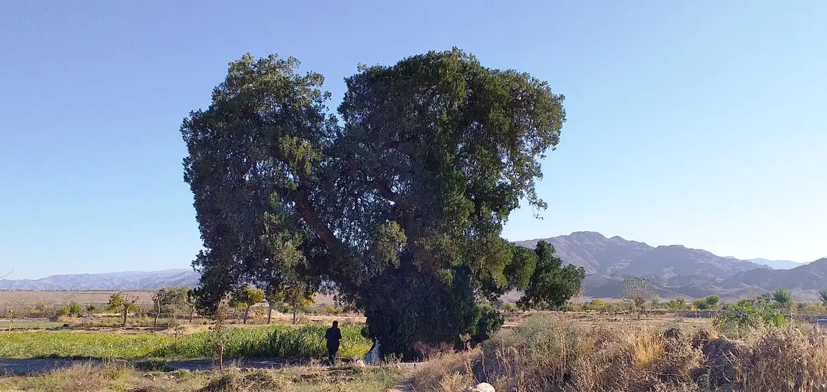 ثبت درخت کهنسال روستای زیبَد گناباد در فهرست آثار ملی ایران 