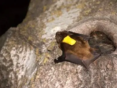 خفاشها چطور مثل جنگنده پرندهها را شکار کرده و در آسمان میبلعند