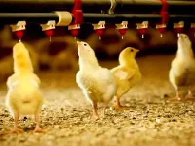 جوجه‌ریزی بیش از یک میلیون قطعه‌ای در مرغداری‌های گلوگاه