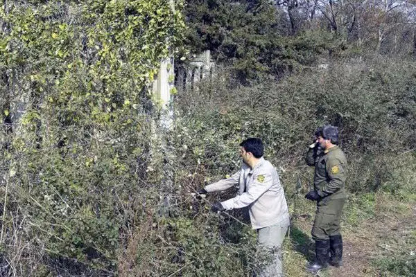 ۵ هکتار از پاک ملی بوجاق  کیاشهر از گیاه مهاجم آروجیا پاکسازی شد