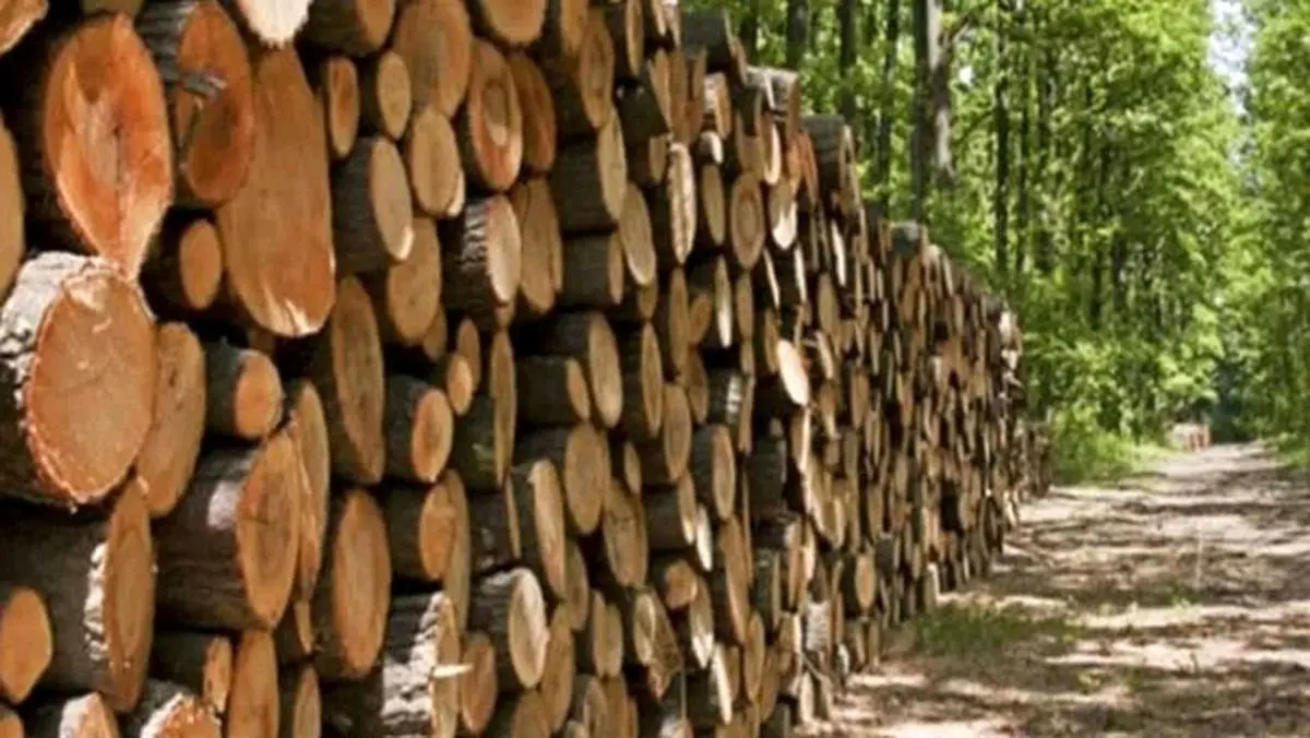 کشف ۱۰ تن چوب جنگلی دپو شده درعلی آبادکتول