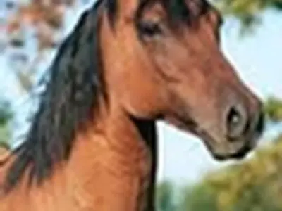 بیشترین مبتلایان مشمشه در کردستان و آذربایجان