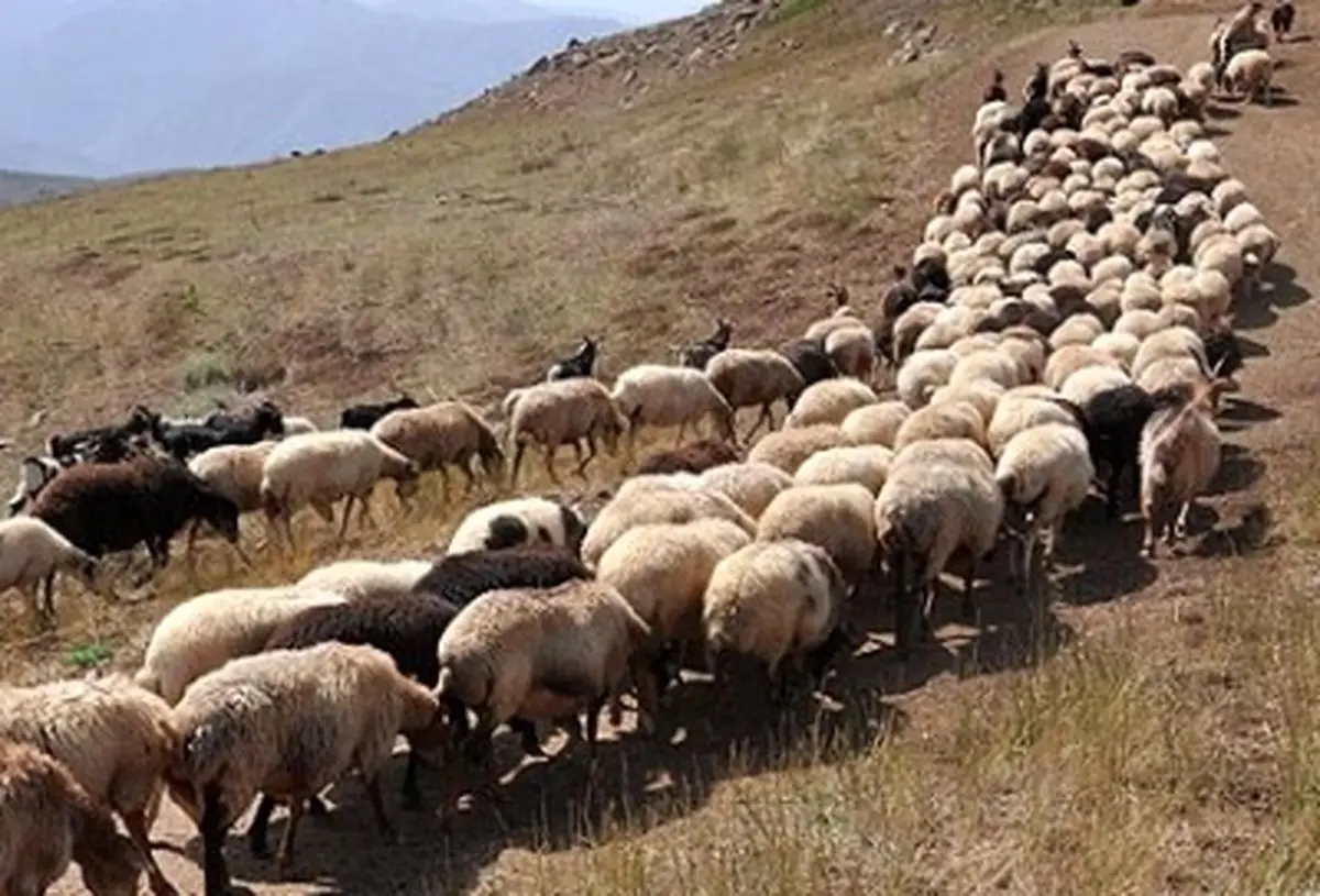 عشایر خوزستان در سال آینده، بی‌گدار به آب نزنند/ ثبت سماک الزامی است