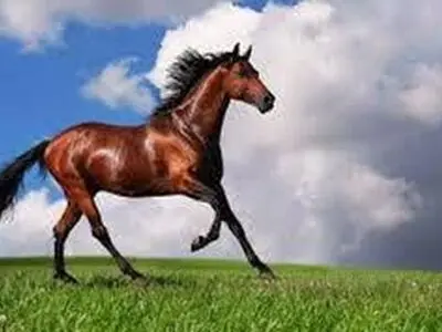 جشنواره اسب اصیل ترکمن باعث تقویت صنعت گردشگری گلستان می شود