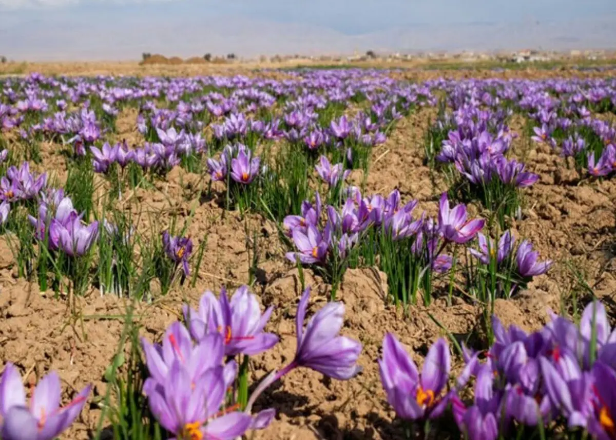 خارجی ها زعفران ایران را با قیمت های بورس کالا خریدند