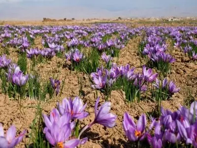 خارجی ها زعفران ایران را با قیمت های بورس کالا خریدند