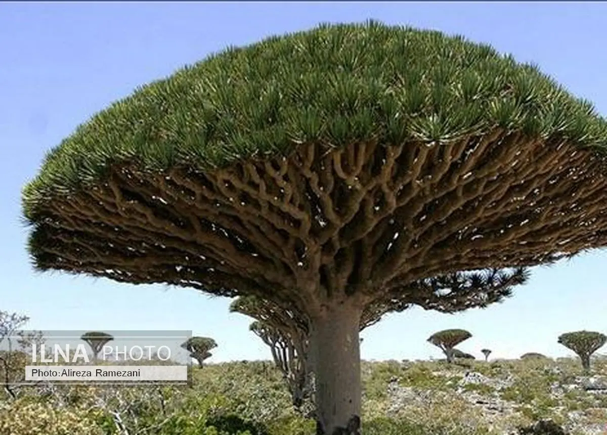 درختی که خون گریه میکند + تصاویر