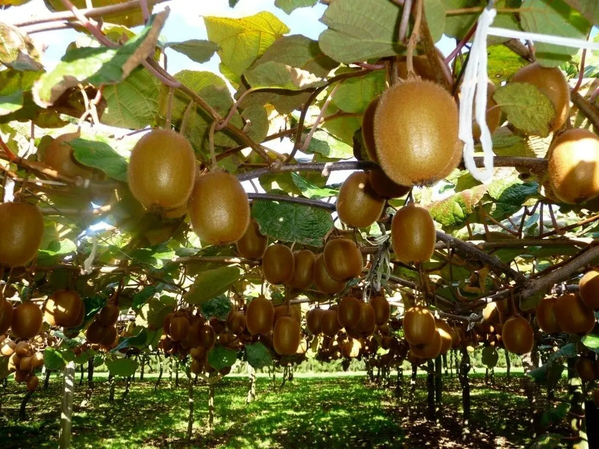 صادرات کیوی به هند و اوراسیا 