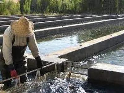 ۲۰ هزار نفر در صنعت شیلات و آبزیان استان فعالیت می کنند 