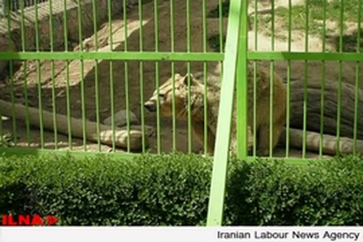 ورود گونه‌های‌ جدید به باغ وحش ارم