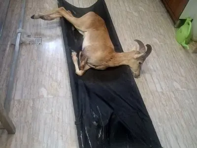 نجات یک رأس قوچ وحشی 3 ساله در منطقه شکار ممنوع پلنگاب شهرستان خنداب / اصابت پرتابه، سقوط از پرتگاه و حمله سگ‌های وحشی