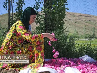 دومین جشنواره گلاب گیری روستای امروله سنندج