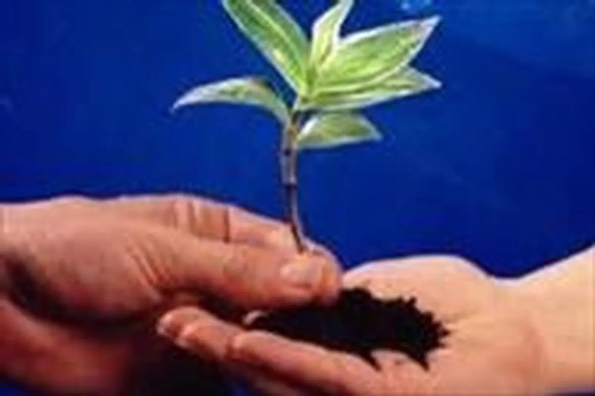 کاشت ۳ هزار اصله درخت در جنوب زنجان