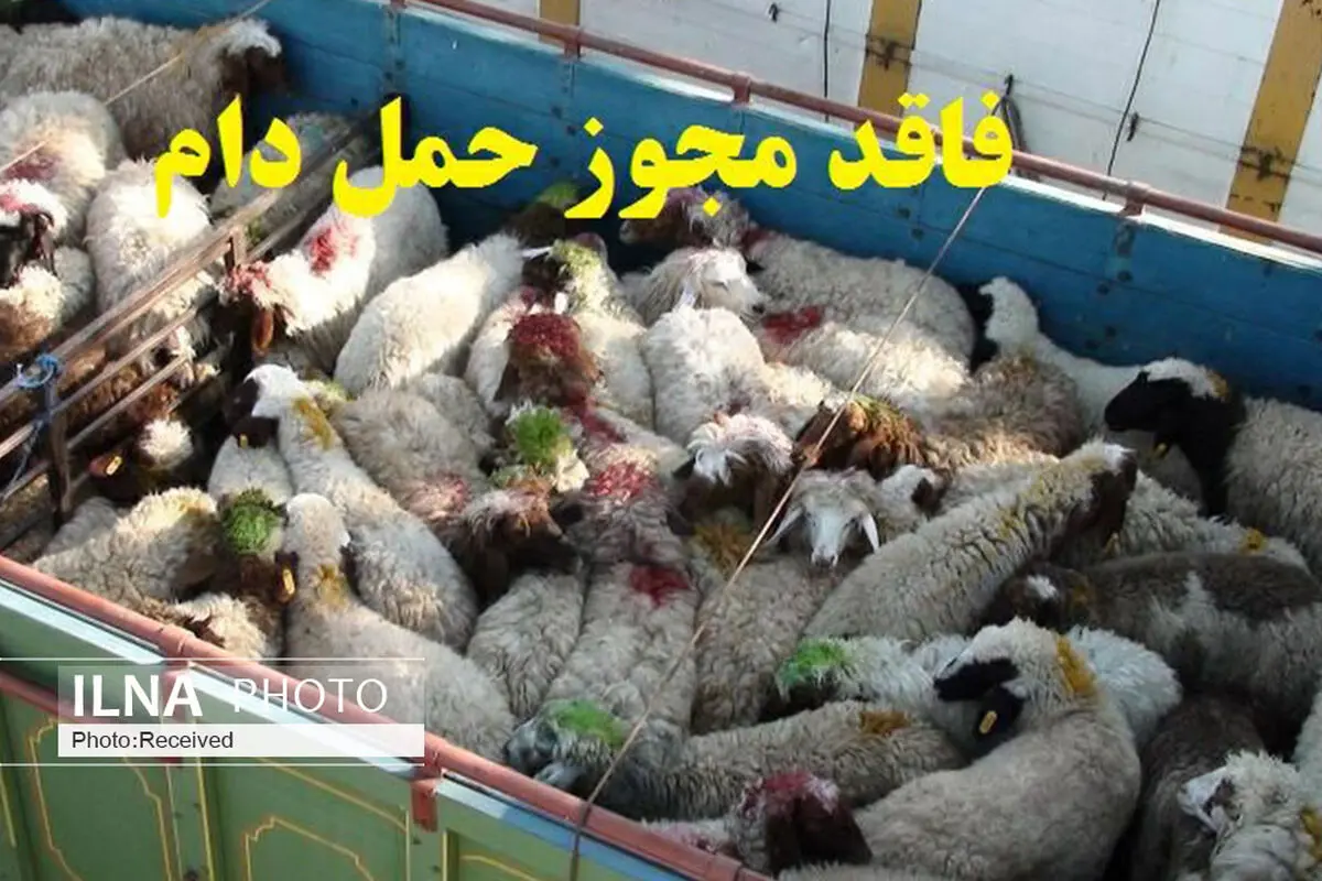 توقیف کامیون حامل دام قاچاق در تاکستان 