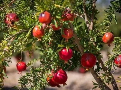 باغات انار تفت زیر فشار کم‌آبی و ضوابط شهری؛ وعده ساماندهی در ۶ ماه آینده