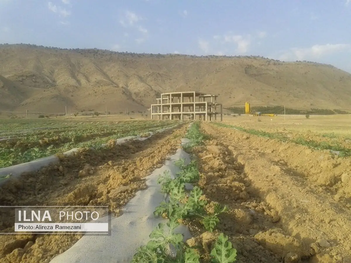 کشت هندوانه جایگزین احداث پتروشیمی دهدشت شد