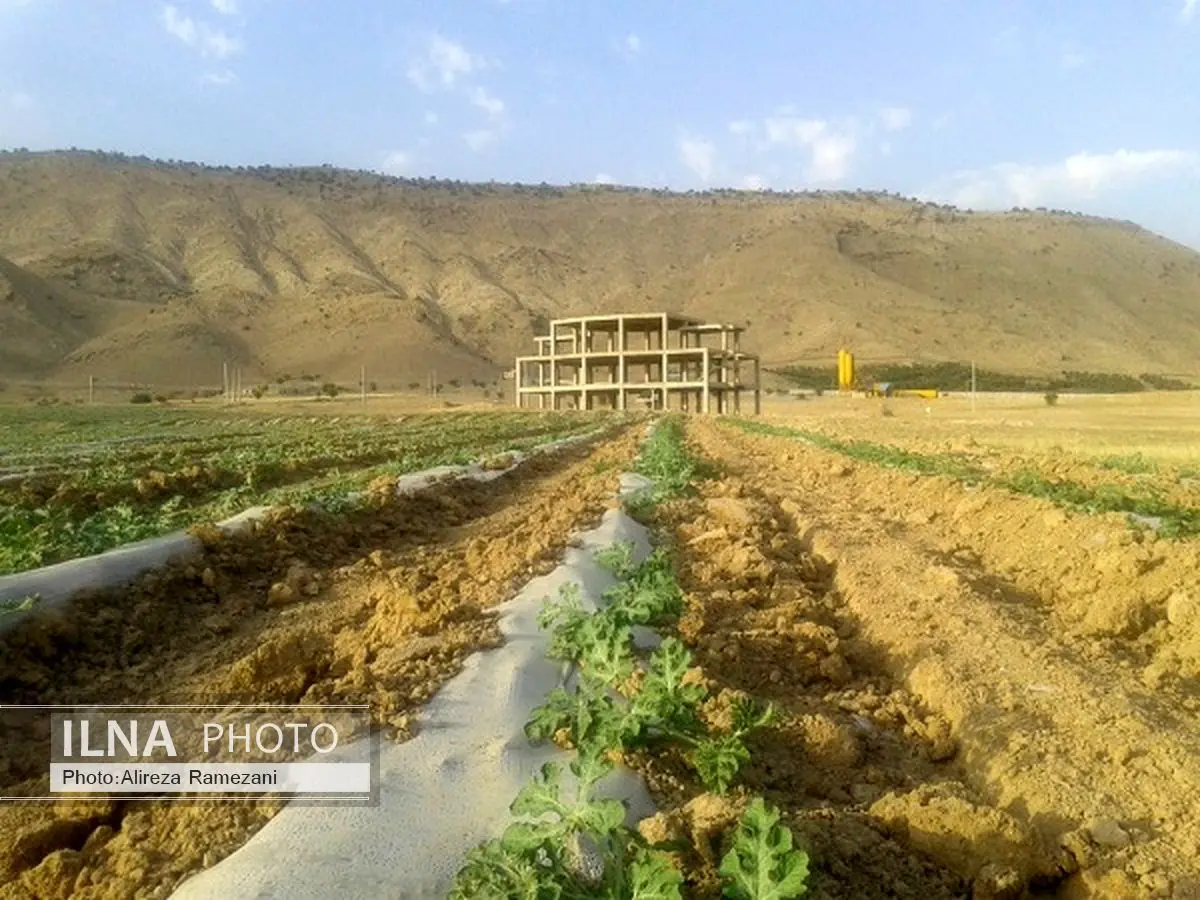 کشت هندوانه جایگزین احداث پتروشیمی دهدشت شد