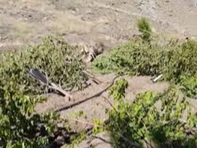 قلع و قمع باغات غیرمجاز در عرصه تپه باستانی سراب صحنه