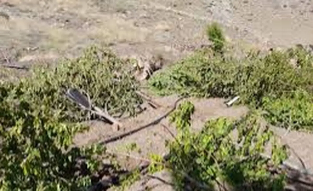 قلع و قمع باغات غیرمجاز در عرصه تپه باستانی سراب صحنه