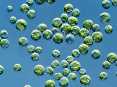 جلبک سبز آبی، سوپرفود جهانی در قالبی استاندارد و ایمن