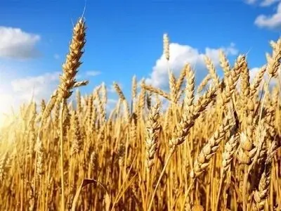 تاکنون ۸۱۷ هزار تن گندم در گلستان تولید شده است