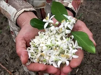 برداشت شکوفه بهار نارنج در گیلان آغاز شد