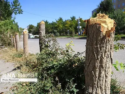 خشک‌شدن درختان تنومند در کرج/زنگ خطر برای باغ‌شهر البرز