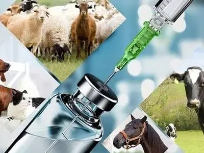آغاز فاز نخست واکسیناسیون سراسری تب برفکی در جمعیت دام‌های استان مرکزی