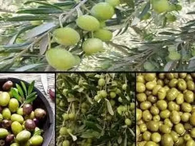 تولید ۱۵ هزار تن زیتون در گلستان