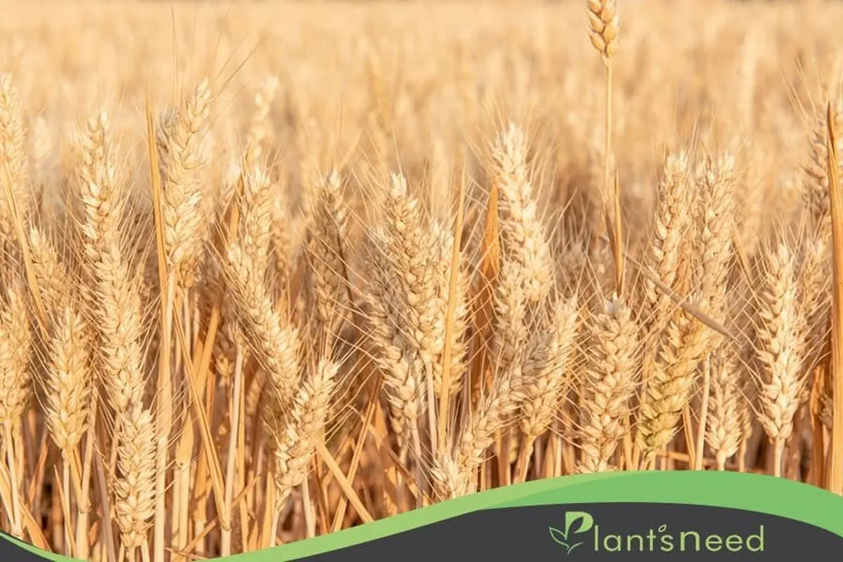 قویترین کود مایع برای گندم