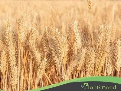 قویترین کود مایع برای گندم