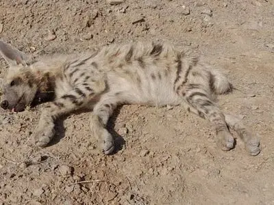 بی‌احتیاطی راننده موجب آسیب به یک قلاده کفتار شد