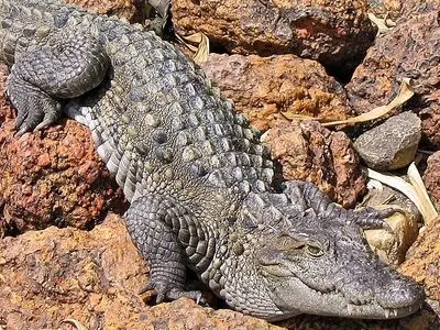 سرشماری از ۵۰۰ گاندو در سیستان و بلوچستان