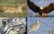 شناسایی ۴۳۴ گونه جانوری در چهارمحال و بختیاری 