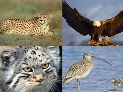 شناسایی ۴۳۴ گونه جانوری در چهارمحال و بختیاری 