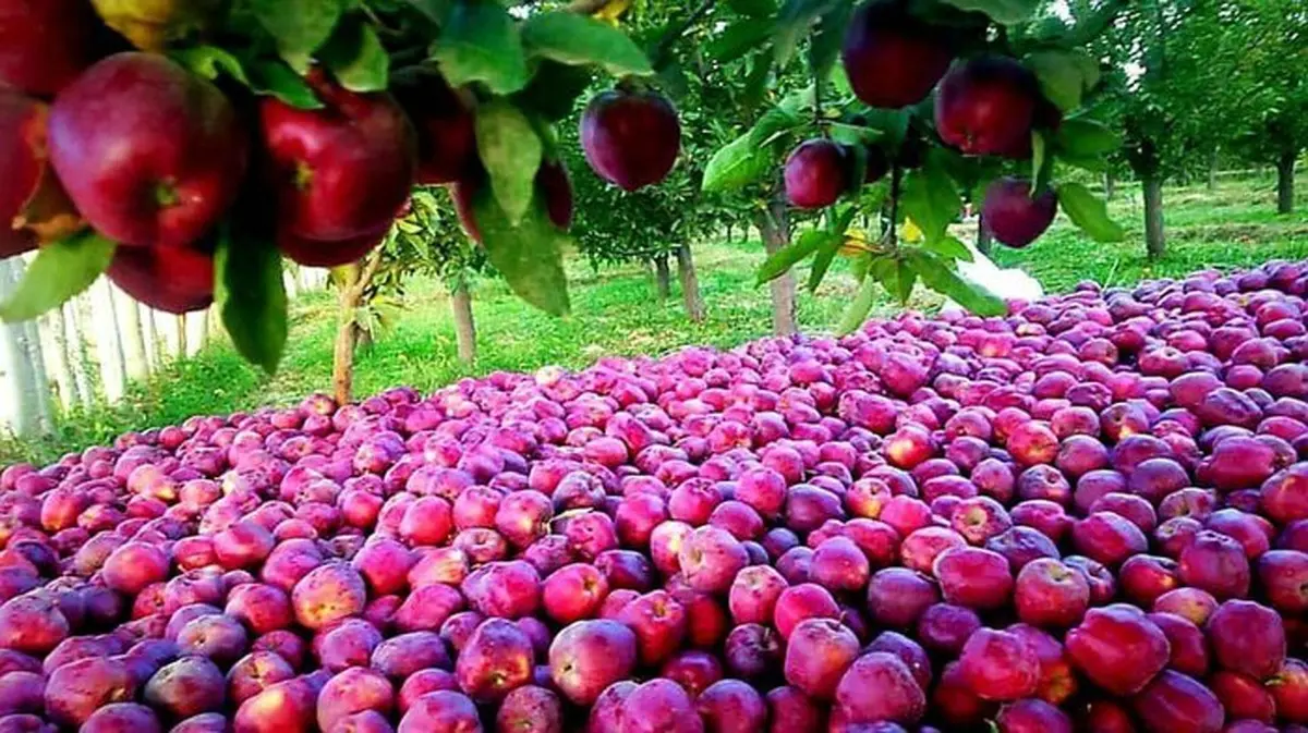 ممنوعیت انباشت سیب درختی در کنار جاده‌های آذربایجان غربی