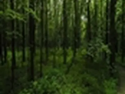 خشکیدگی درختان در جنگل های زاگرس مهار شده است