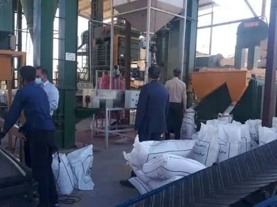خرید 1000 تن گندم بذری در حاجی آباد