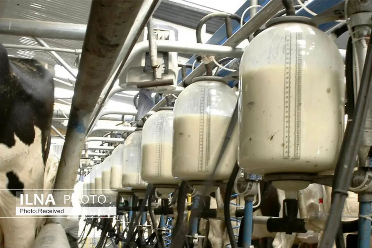 ۴۱۹ هزار تن شیر در واحدهای دامی قزوین تولید شد