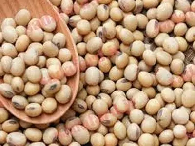 دانشمندان سویا را خوشمزه تر می کنند!