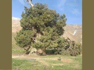 حراست از درخت ارس شهرستانک نیازمند همکاری با نهادهای متولی و مرتبط است