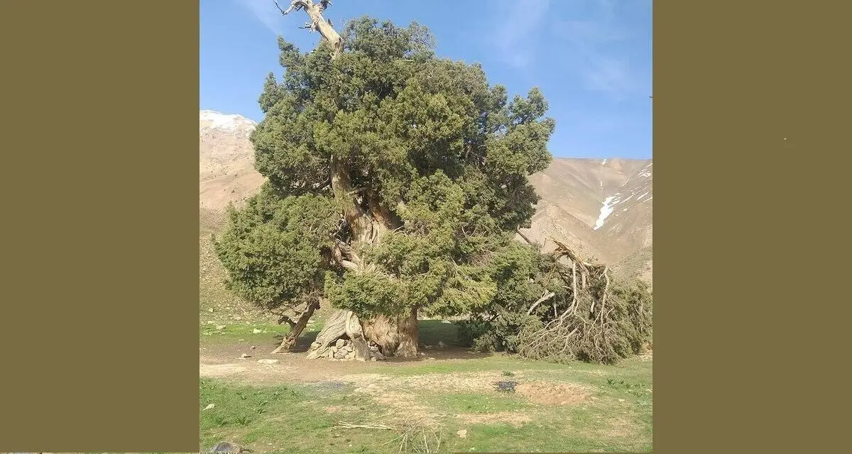 حراست از درخت ارس شهرستانک نیازمند همکاری با نهادهای متولی و مرتبط است