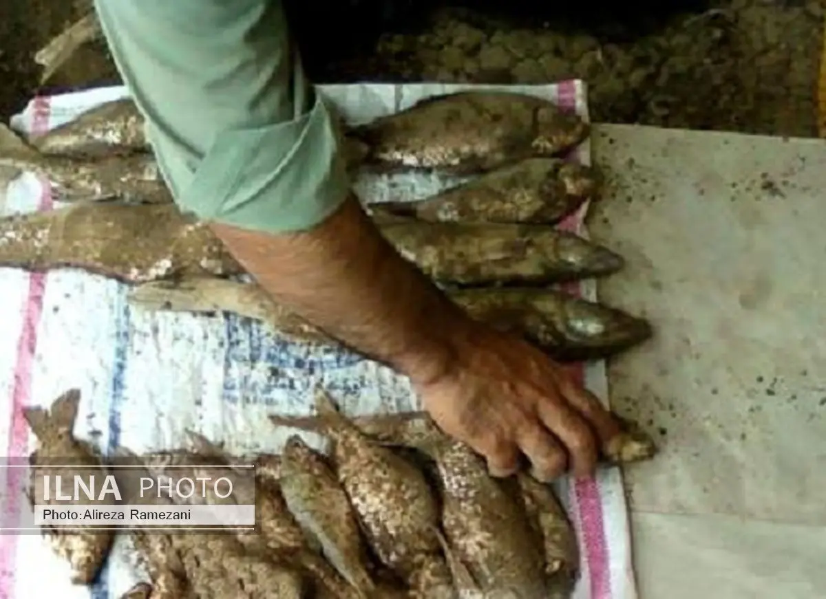 6 صیاد متخلف در رودخانه ارس خوی دستگیر شدند