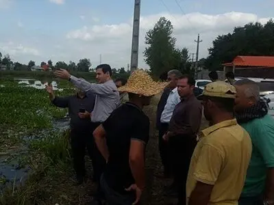 پیشرفت 70 درصدی طرح  پاکسازی آب‌بندان ملاسرا از سنبل آبی