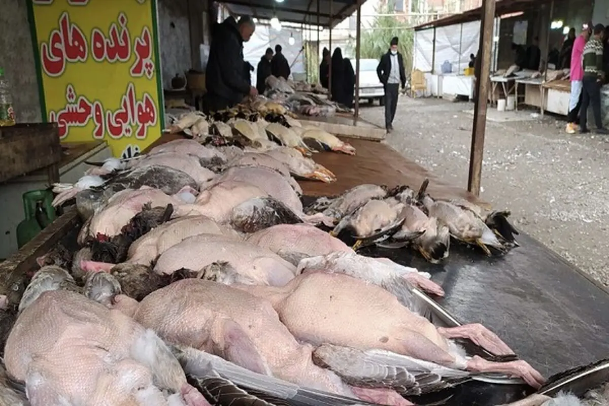 کشیده شدن فروش غیرمجاز پرندگان به کنار خیابان بعد از تعطیلی بازار فریدونکنار/ محیط‌بانان دام‌ها را جمع و دامگاه‌داران بلافاصله پهن می‌کنند 